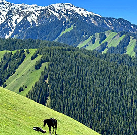 Scenery of the Guozigou Gully